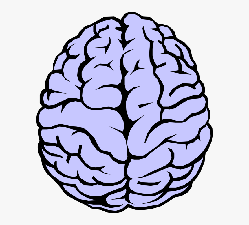 Brain Vector Png - Brain Drawing, Transparent Png, Free Download