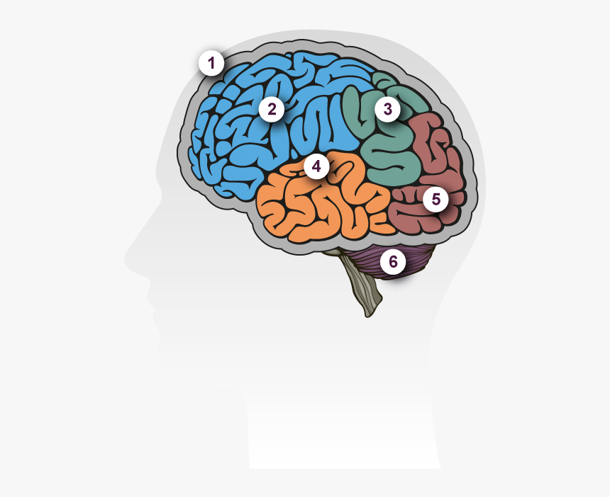 Brain Tour - Cerebro Vector Gratis, HD Png Download, Free Download