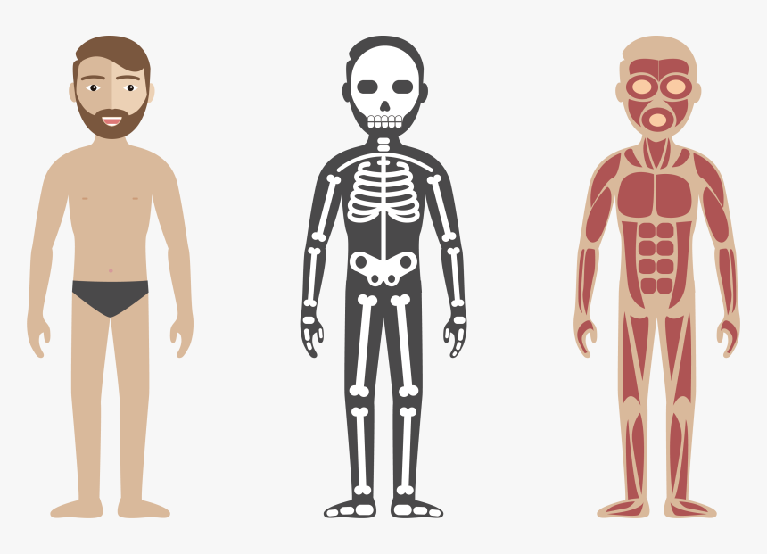 Human Body Circulatory System Anatomy Illustration - Html Css Js Skeleton, HD Png Download, Free Download