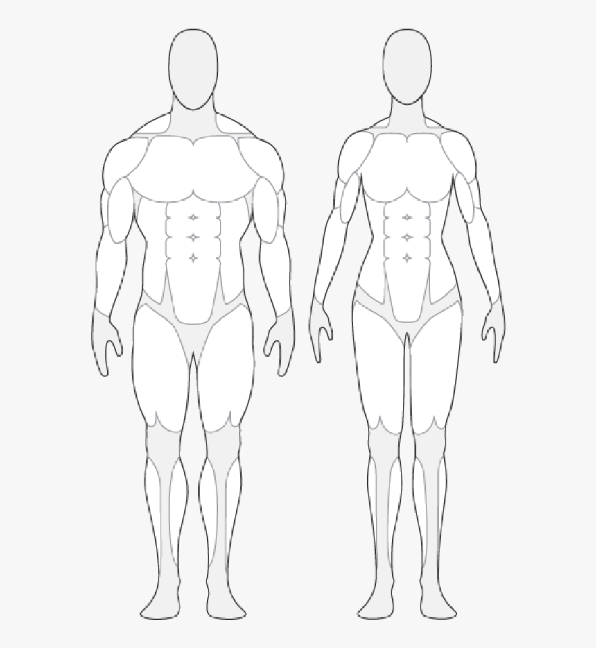 Body,leg,human Anatomy,chest,human - Human Body Outline With Muscles, HD Png Download, Free Download