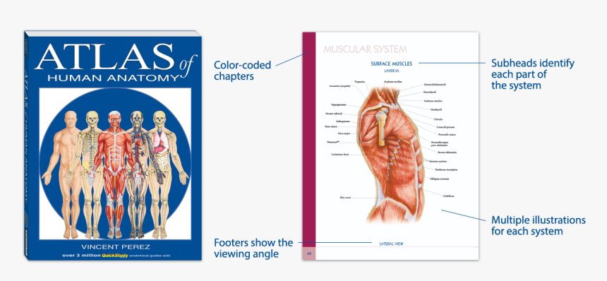 Clinical Atlas Of Human Anatomy - Atlas Of Human Anatomy Vincent Perez, HD Png Download, Free Download