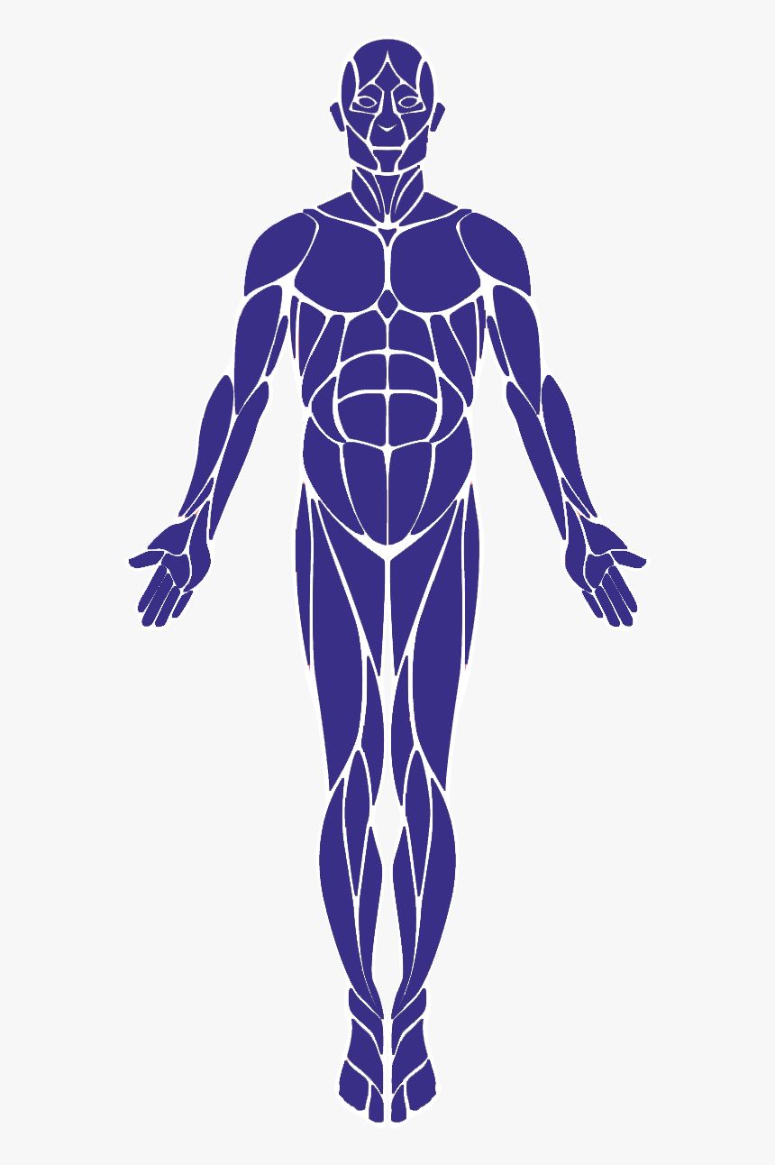 Whole Body - Human Body Muscles Svg, HD Png Download, Free Download
