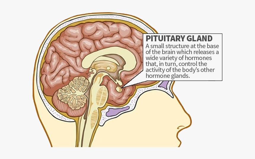 Com/wp Glands - Does The Pituitary Gland Do, HD Png Download, Free Download