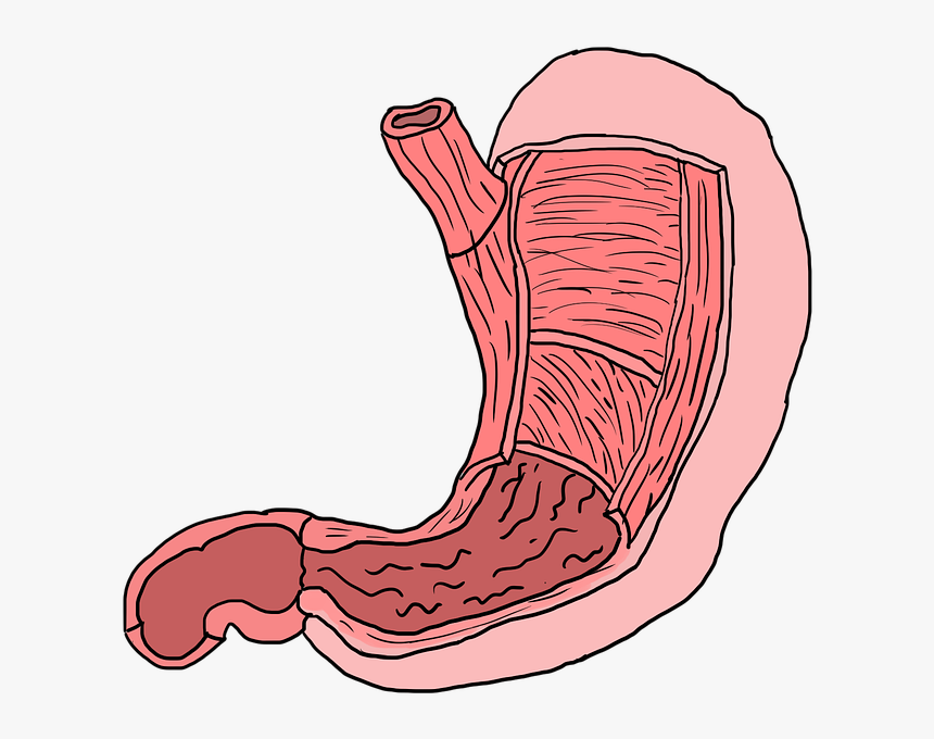 Stomach, Muscles, Muscle Layers, Anatomy - วาด รูป กระเพาะ อาหาร, HD Png Download, Free Download