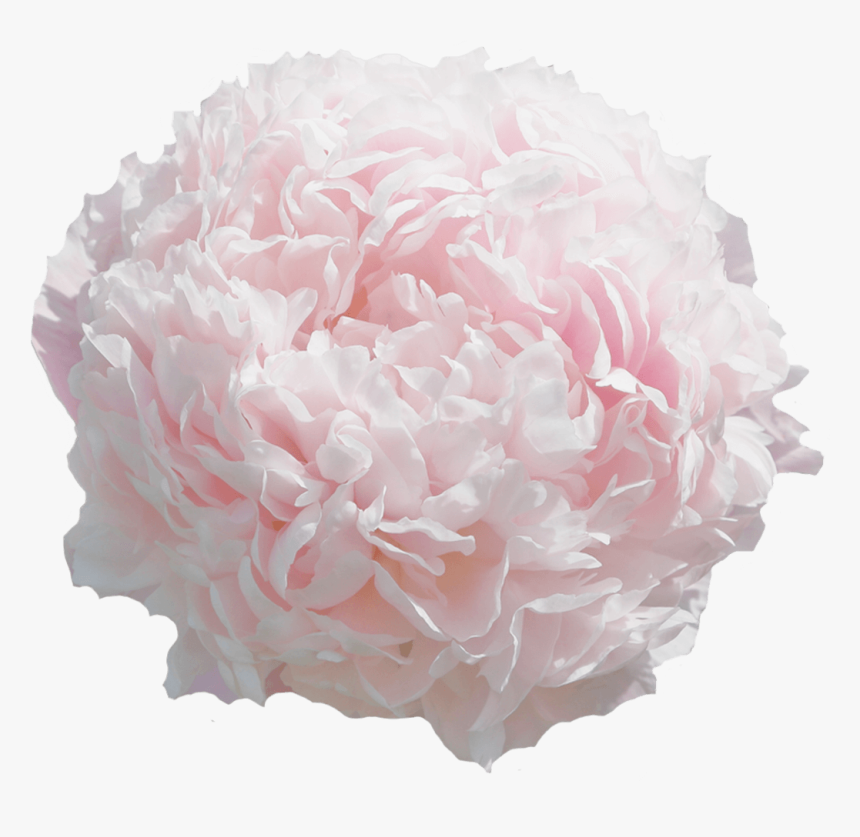 Common Peony, HD Png Download, Free Download