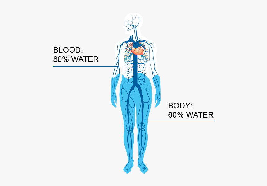 60% Of Human Body In Water, HD Png Download, Free Download