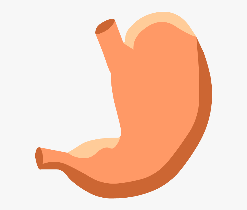 Stomach Drawing Label - Stomach Diagram No Labels, HD Png Download, Free Download