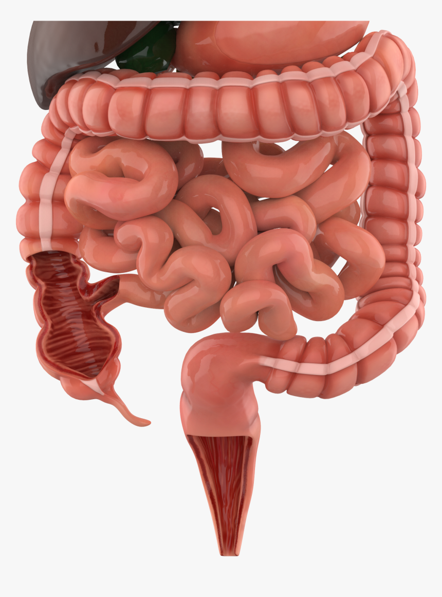 3d Picture Of The Digestive System, HD Png Download, Free Download