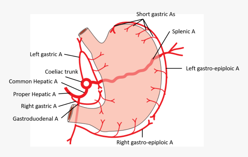 Arterial Supply Of Stomach , Png Download - Arterial Blood Supply Of Stomach, Transparent Png, Free Download