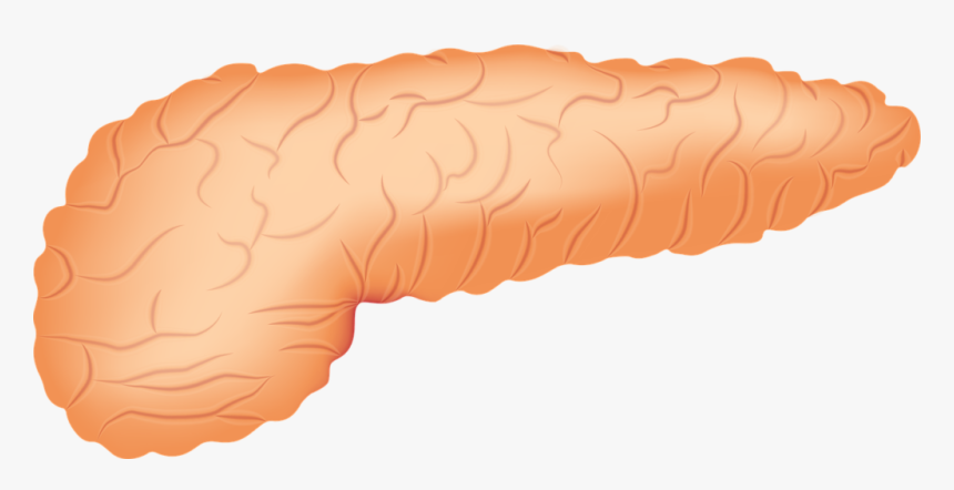 Transparent Small Intestine Png - Pancreas Transparent, Png Download, Free Download