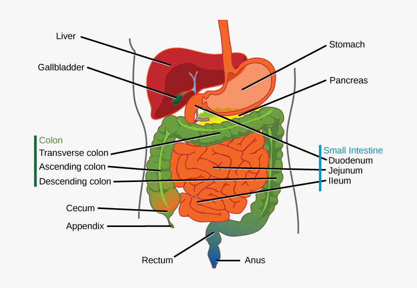 Image - Digestive System Small Organs, HD Png Download, Free Download