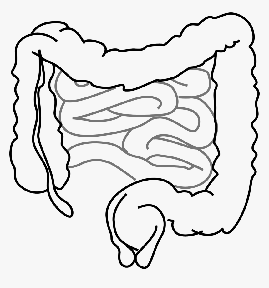 Gut - Intestines Clipart, HD Png Download, Free Download
