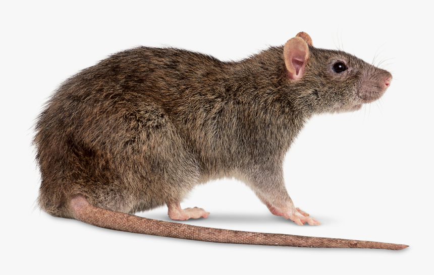 Transparent Mouse Animal Png - Rat Transparent Png, Png Download, Free Download