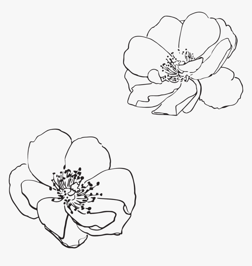 Wild Rose Flower Line Drawing, HD Png Download, Free Download