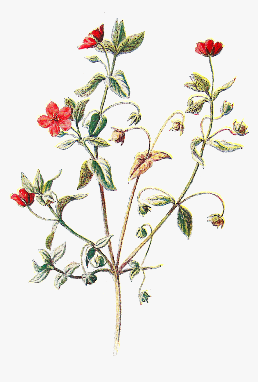 6 Png - Scarlet Pimpernel Flower Botanical, Transparent Png, Free Download