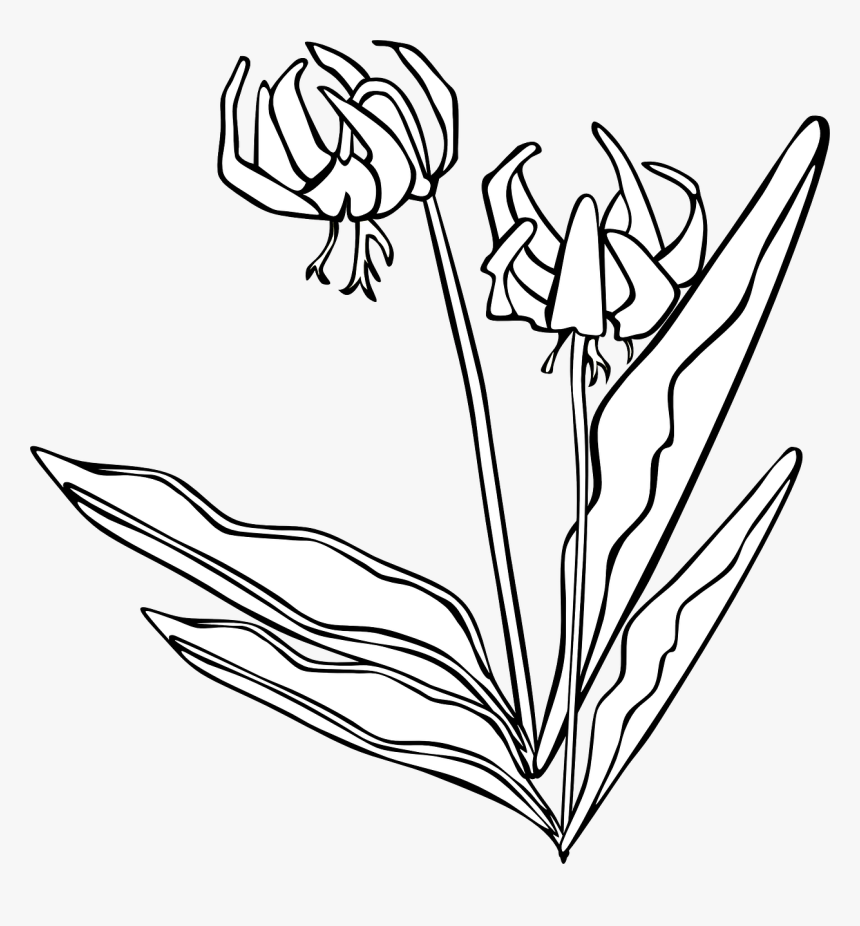 Outline Wild Flowers Png , Transparent Cartoons - Outline Wild Flowers Png, Png Download, Free Download