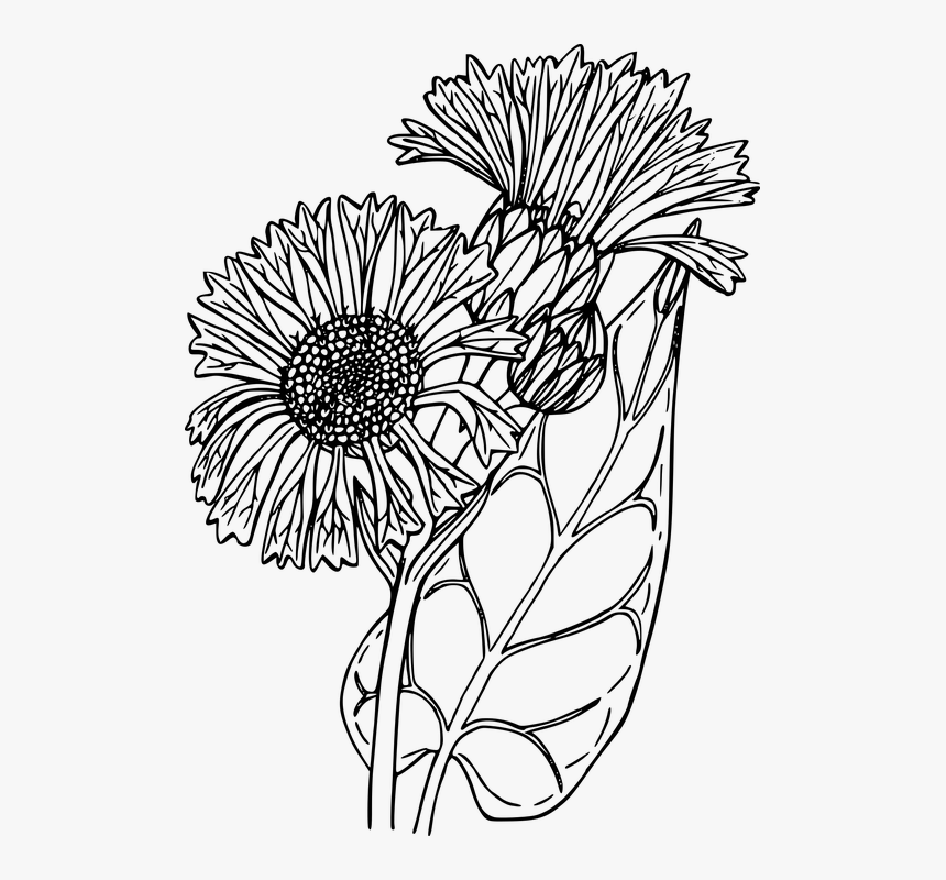 Flower, Plant, Wild, Wildflower - Wildflowers Drawing Png Transparent, Png Download, Free Download