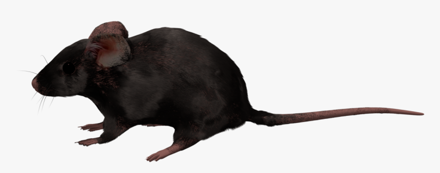 3d Rat Png, Transparent Png, Free Download