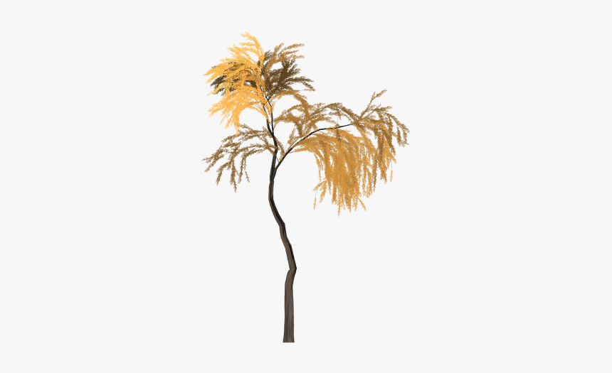 Willow, Tree, Orange, Yellow, Summer, Outdoor, Nature - Desert Palm, HD Png Download, Free Download