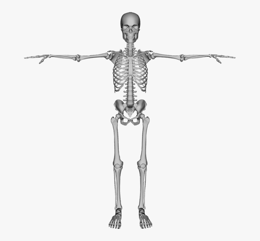 Bones, Dead, Figure, Halloween, Human, People, Person - Transparent Skeleton Png Hd, Png Download, Free Download