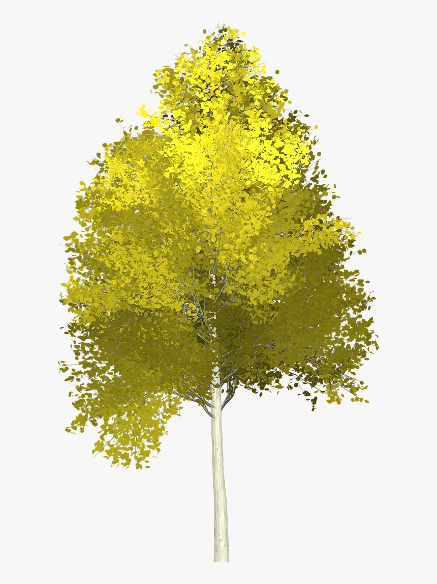 Forest, Aspen, Tree, Painted Tree, Nature, Green - Aspen Tree Clipart Transparent, HD Png Download, Free Download