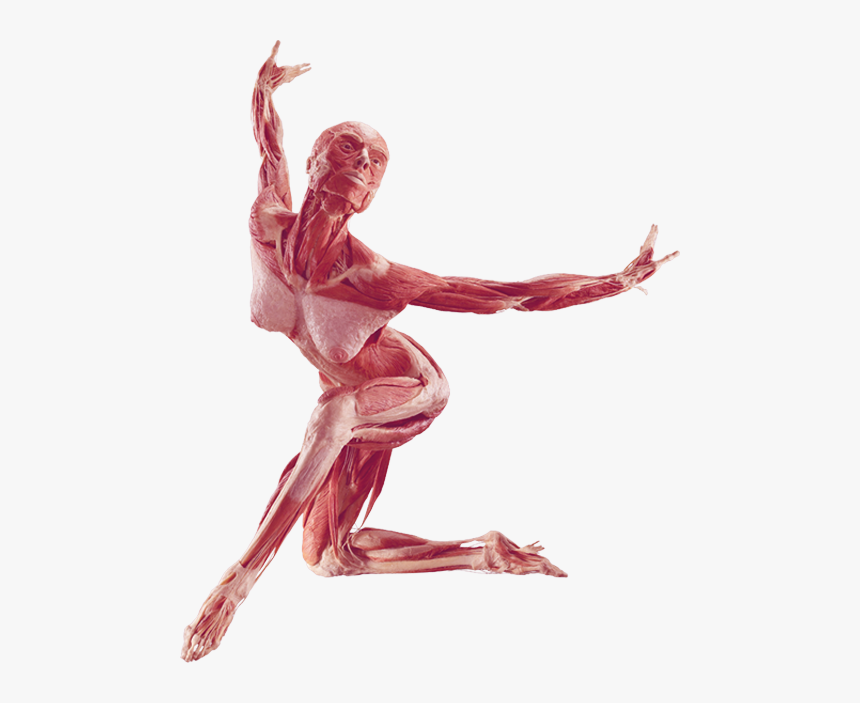 Drawn Ballerine Human Figure Dancing - Body Worlds Png, Transparent Png, Free Download