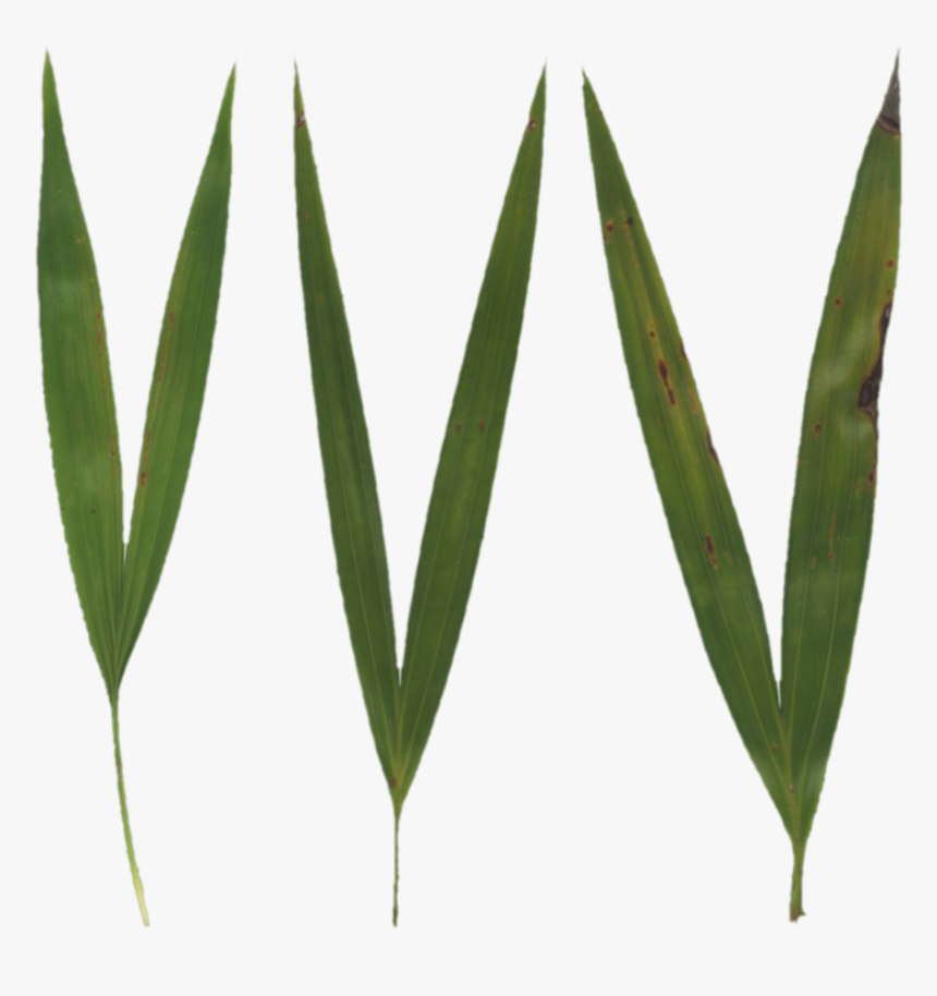 Collection Of - Free Grass Blades Texture, HD Png Download, Free Download