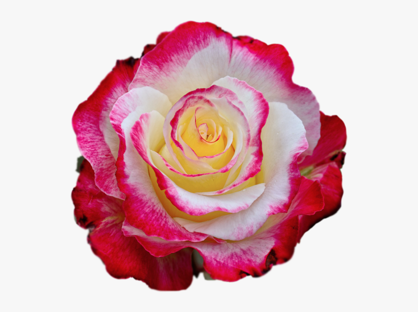 Rose Images, Colorful Roses, Borders And Frames, High - Colorful Rose Photo Download, HD Png Download, Free Download