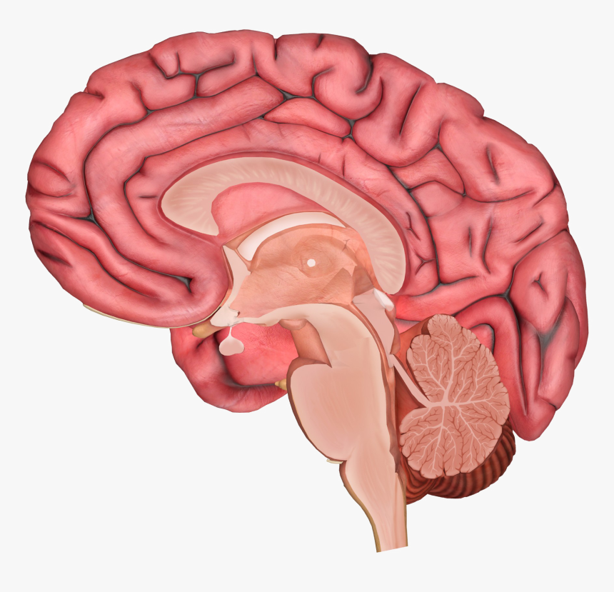 Brain Transparent Image - Prefrontal Cortex And Limbic Cortex, HD Png Download, Free Download