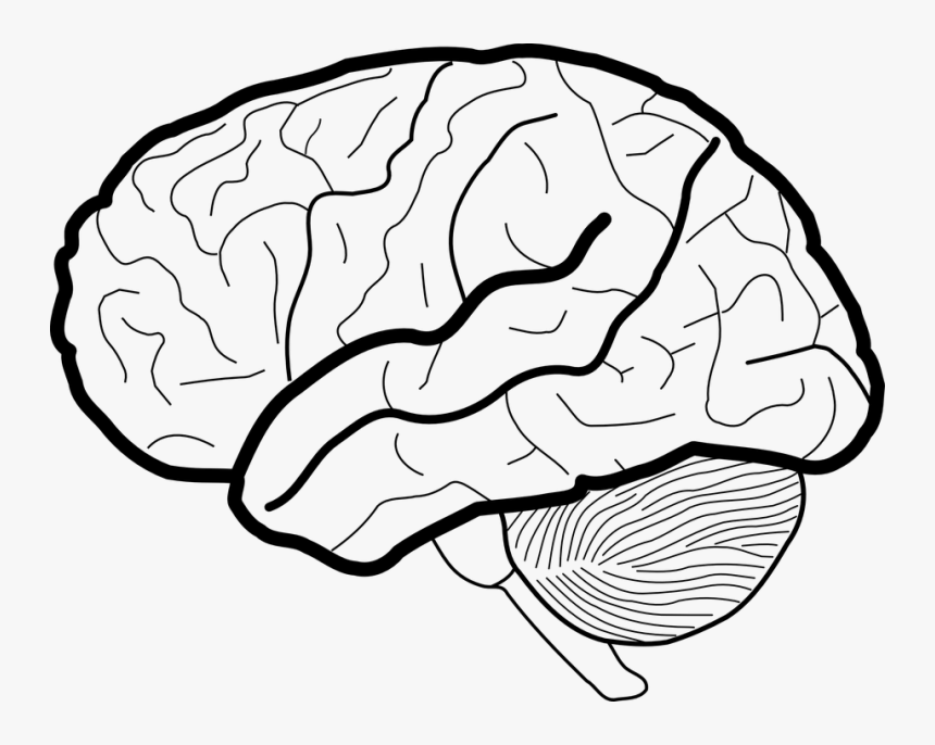 Brain Black And White - Upstairs Brain Downstairs Brain Worksheet, HD Png Download, Free Download