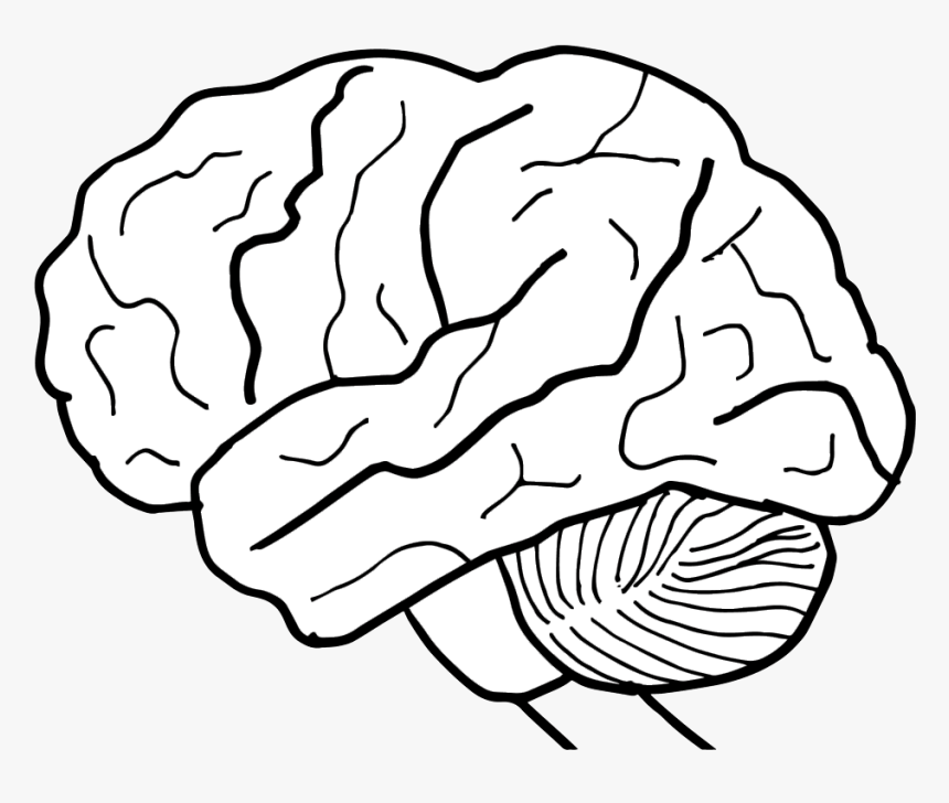 Brain Clip Art Black And White - Parts Of The Brain For Coloring, HD Png Download, Free Download