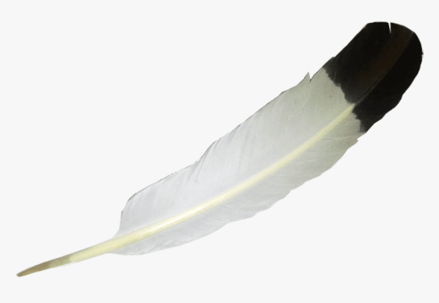 Transparent Indian Feather Png - Eagle Feather No Background, Png Download, Free Download