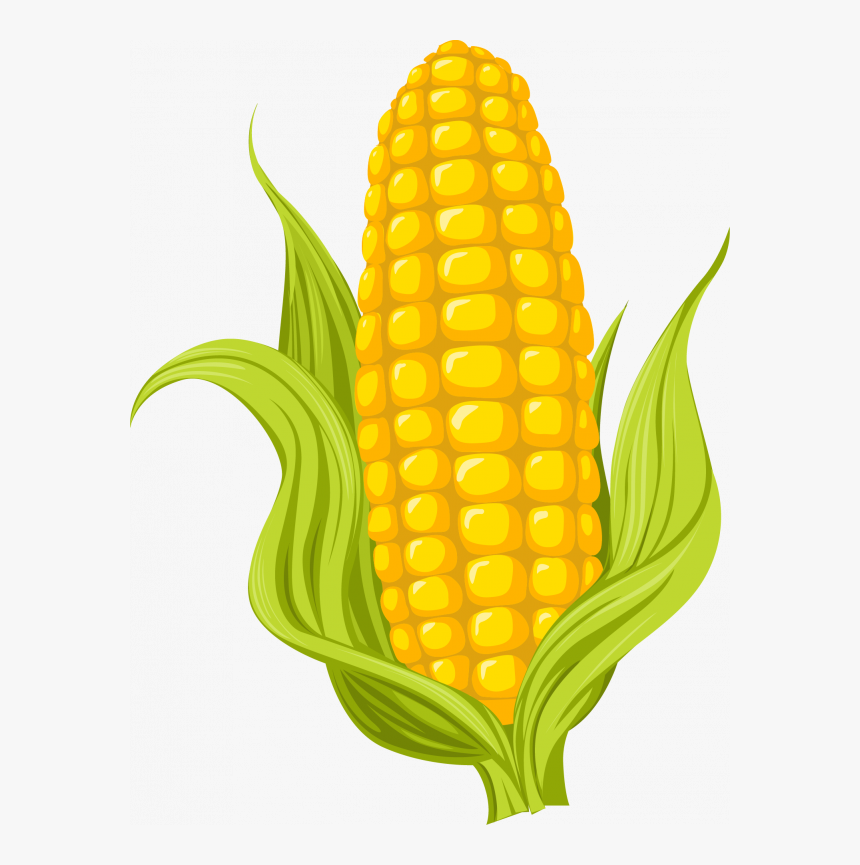 Corn Clipart Transparent Background Corn Drawing Hd Png Download Kindpng