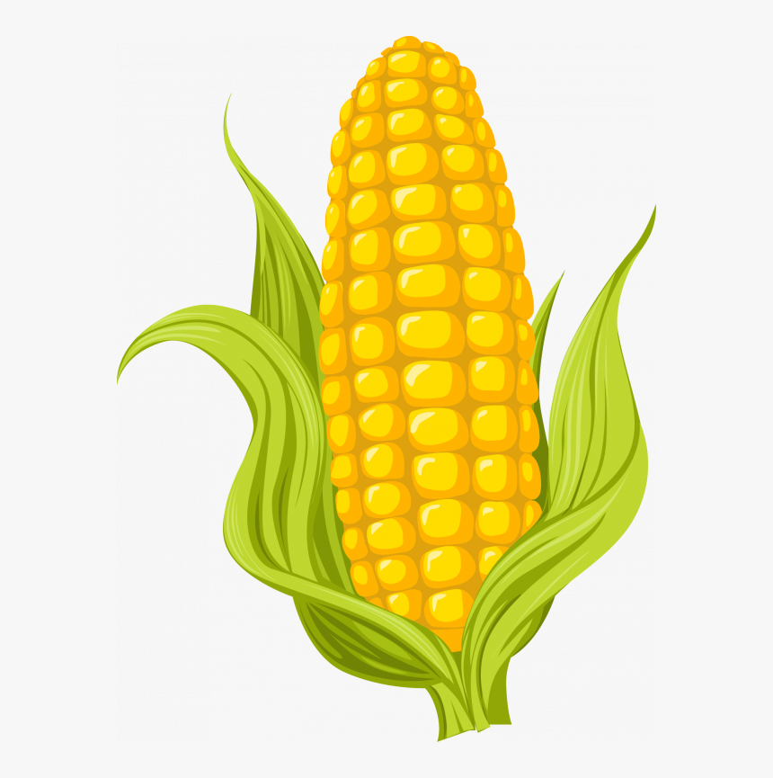 Corn Clipart Transparent Background - Corn Drawing, HD Png Download, Free Download