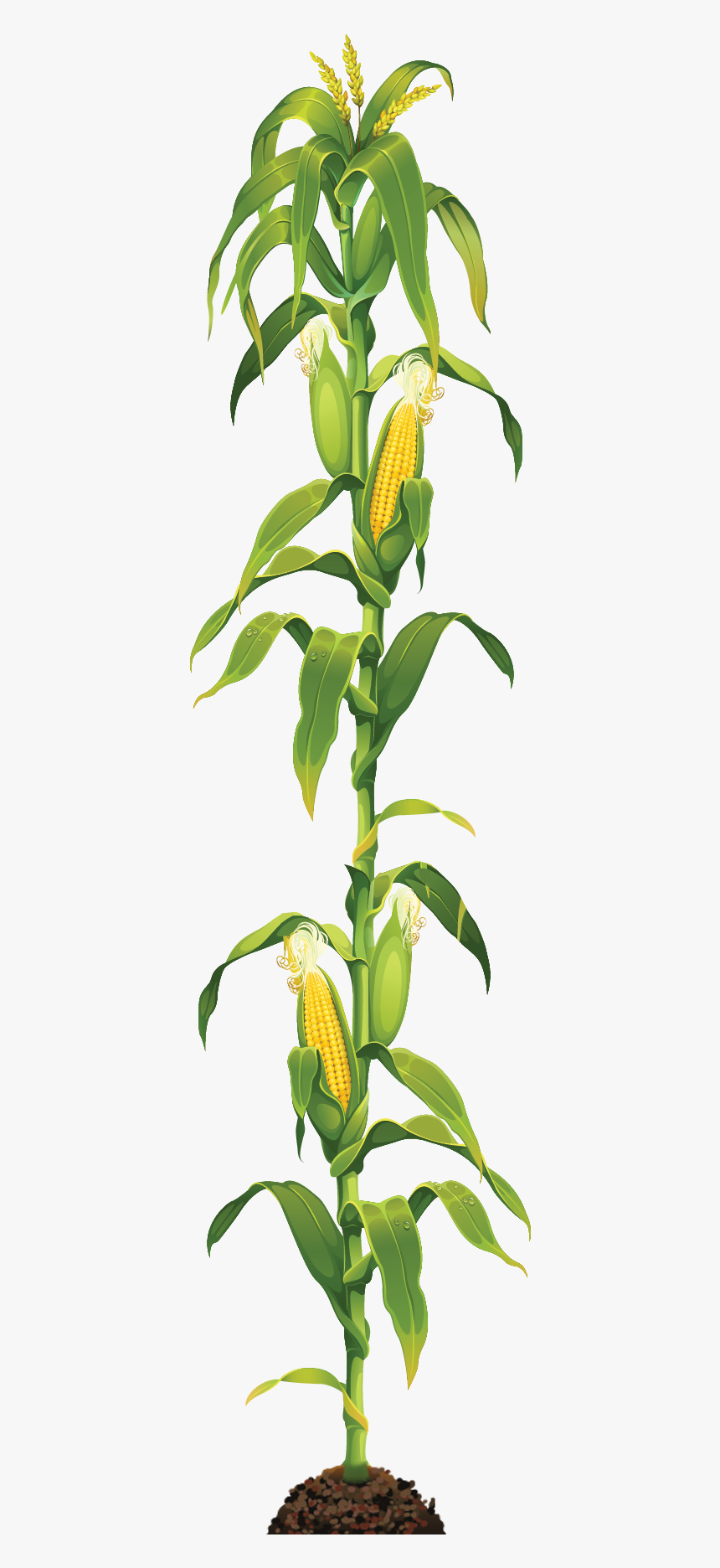 Corn On The Cob Maize Caramel Corn Clip Art - Corn Stalk Transparent Background, HD Png Download, Free Download