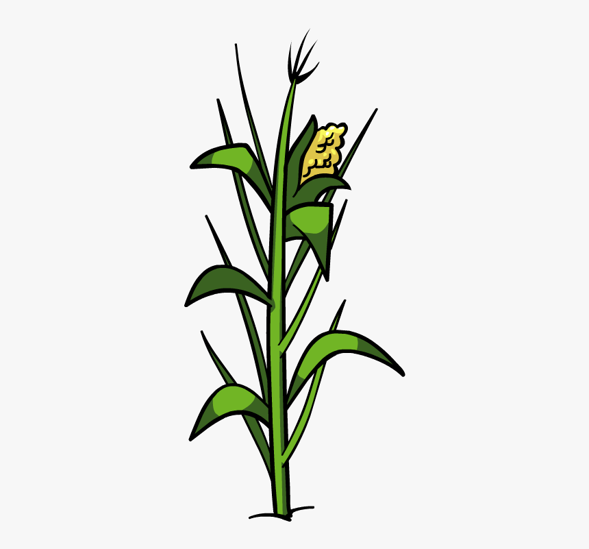 Corn Plant Png File - Corn Plant Png, Transparent Png, Free Download
