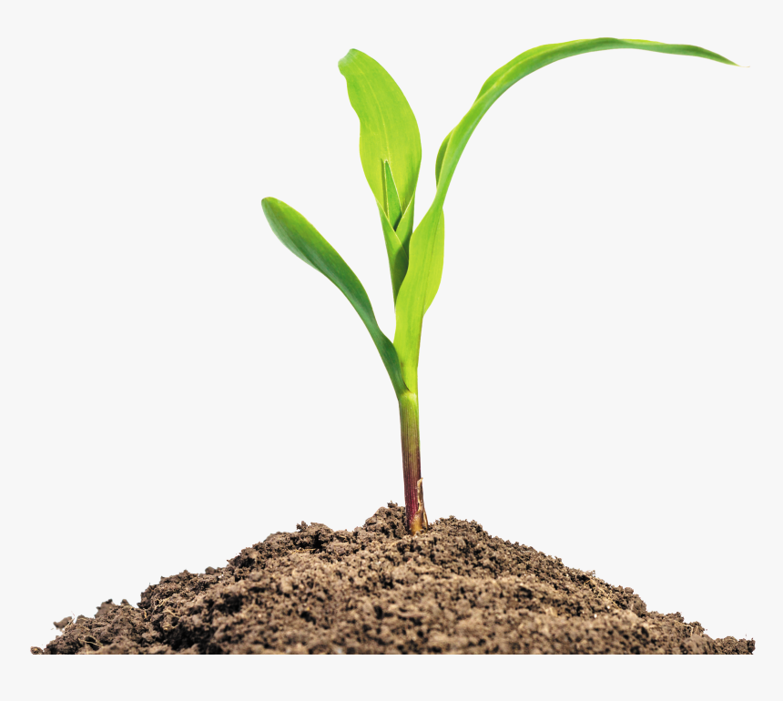 Maize Seedling Baby Corn Stock Photography Plant - Transparent Plant Logo Png, Png Download, Free Download