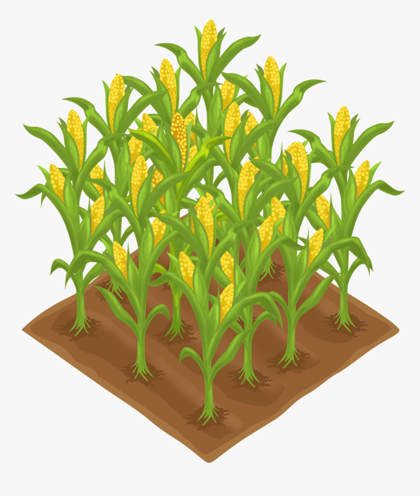 Plants Clipart Corn , Png Download - Crop Clipart, Transparent Png, Free Download