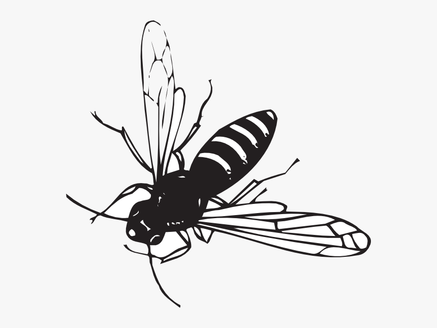 Black Flying Insect With White Stripes, HD Png Download, Free Download