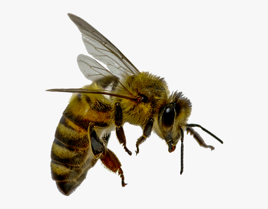 Flying Bee Png - Difference Between Wasp And Queen Bee, Transparent Png, Free Download