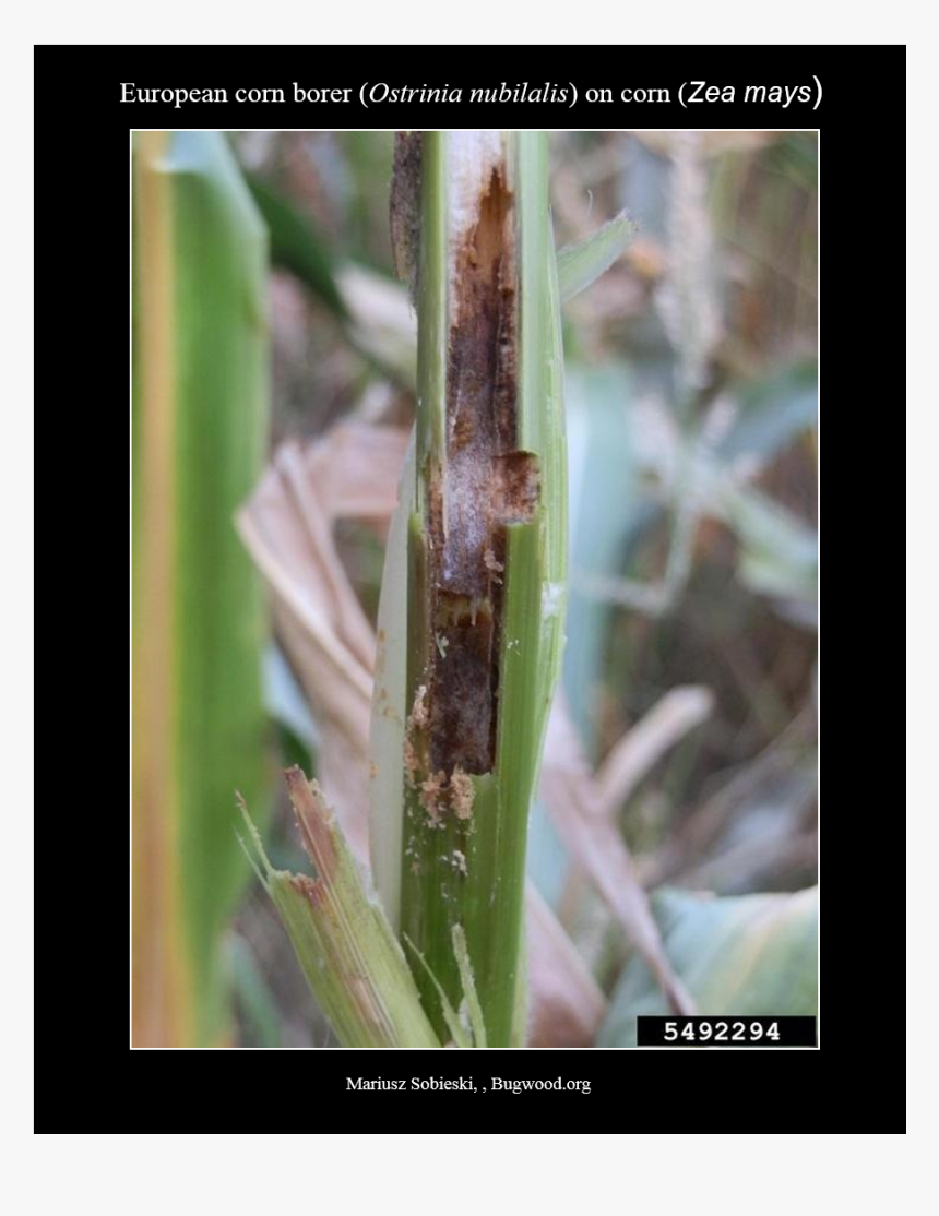 Ecb Damage - Sweet Grass, HD Png Download, Free Download