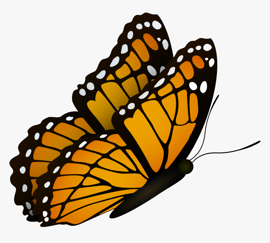 Flying Butterfly Clipart Image, HD Png Download, Free Download