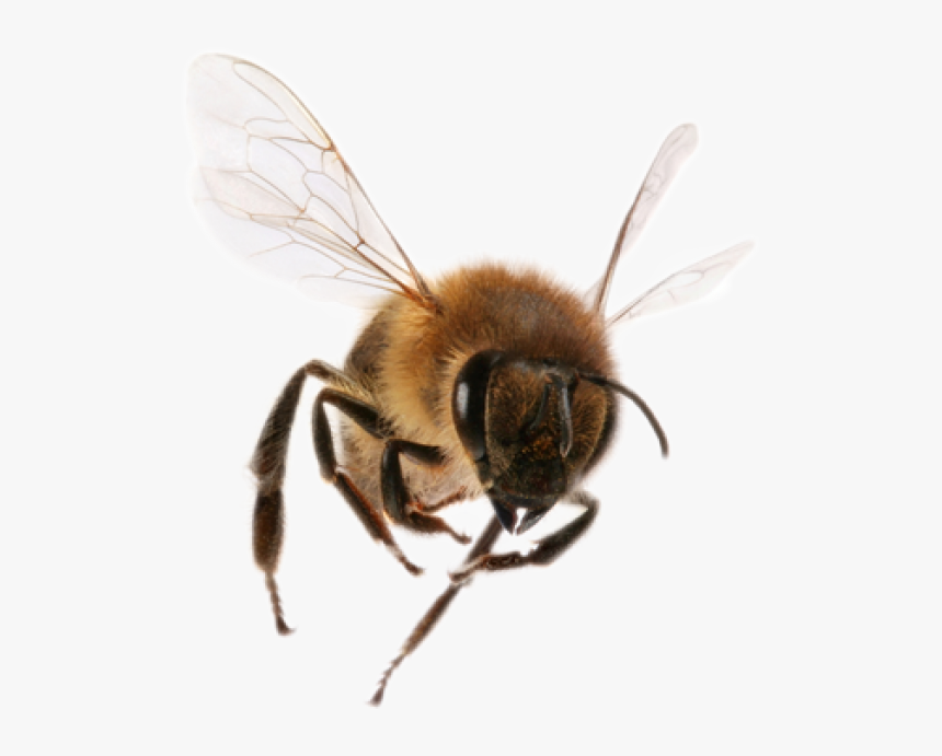 Png Bee Download - Bee Flying To Camera, Transparent Png, Free Download