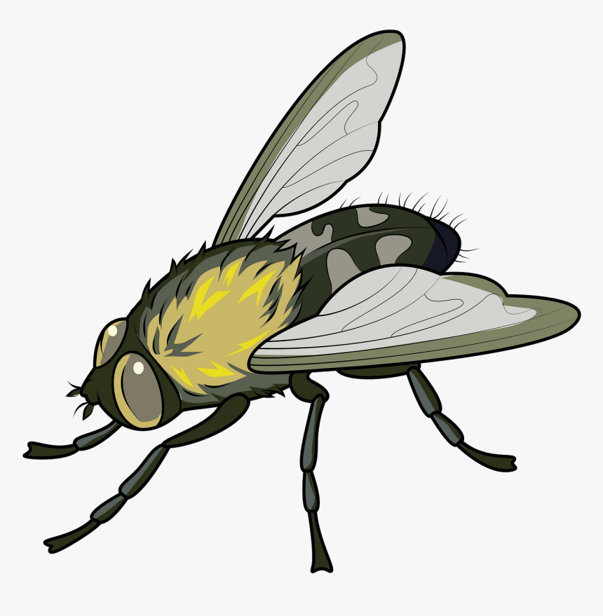 House Fly, HD Png Download, Free Download