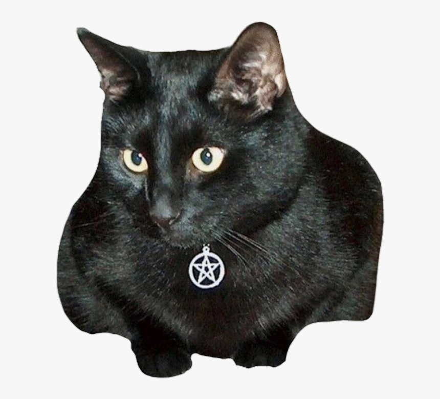 #cat #blackcat #pentacle #witch #pagan #wiccan #niche - Collar For Black Cat, HD Png Download, Free Download