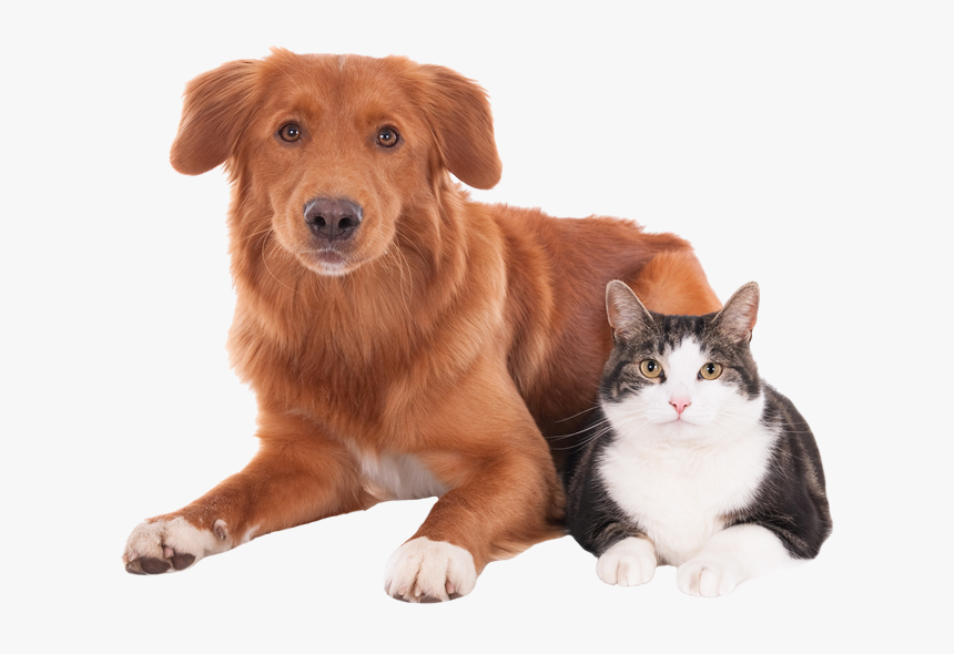 Transparent Dog Cat Png - Katt Og Hund, Png Download, Free Download