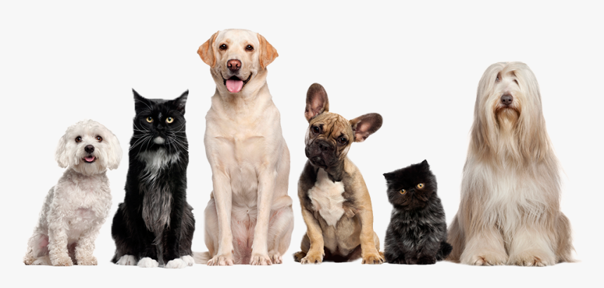 Cat Dog Grooming Pet Sitting - Cat And Dog Image Transparent Background, HD Png Download, Free Download