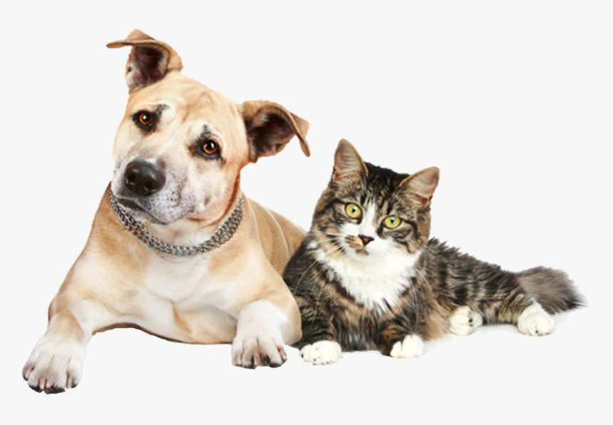 Transparent Dog And Cat Png - Dog Cat And Ferret, Png Download, Free Download