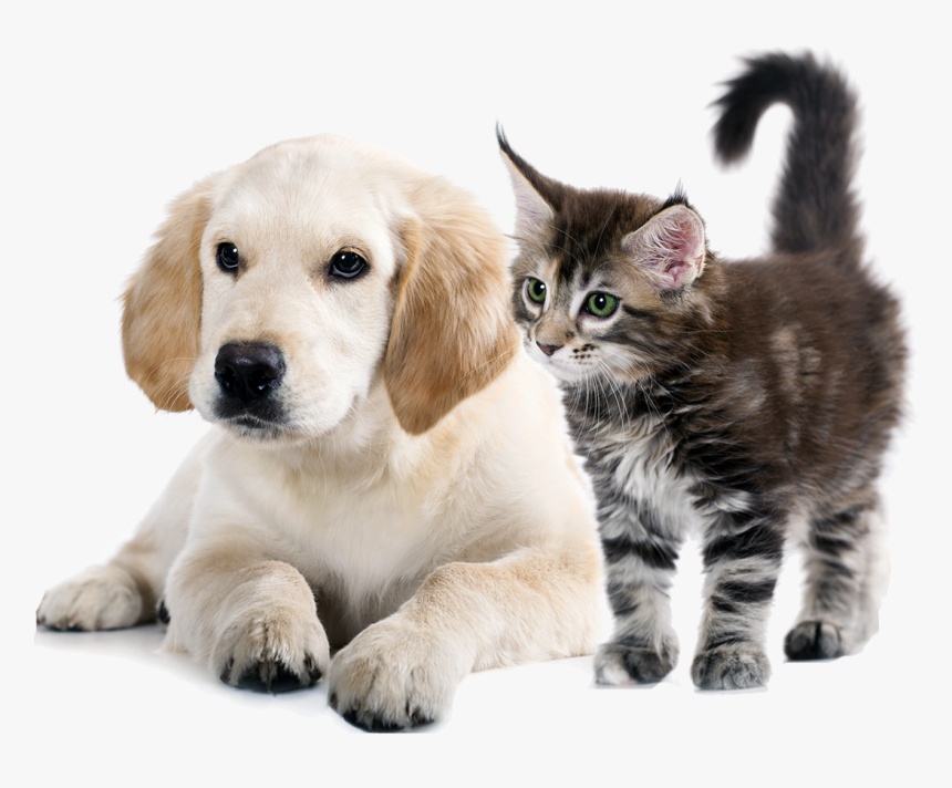 To Medium-sized Cats,whiskers,golden Retriever,companion - Dog And Cat Png, Transparent Png, Free Download