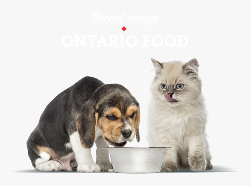 Pet Dog And Cat High Quality, HD Png Download, Free Download